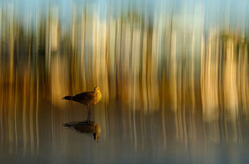 SEAGULL ON THE BEACH (ICM AND MULTIPLE EXPOSURE)