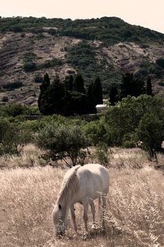 Wit paard in de wei van Tammo Strijker