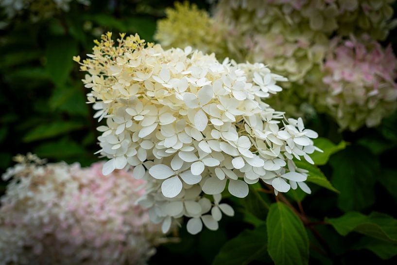 Strahlend weiße Hortensie in voller Blüte von Franklin Driessen