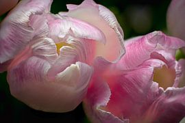 Pink white tulips from above and up close by Joran Quinten