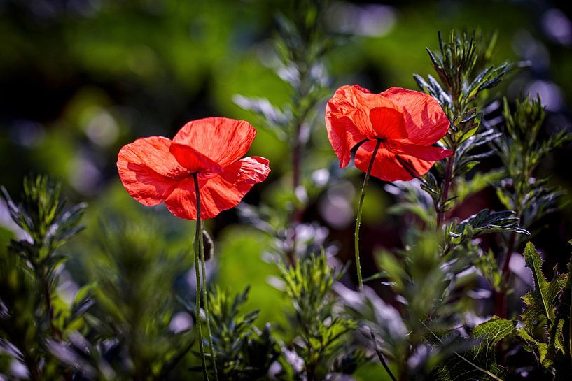 Poppies by Rob Boon