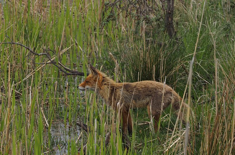 Full focus! Hunting fox by Marjon Woudboer