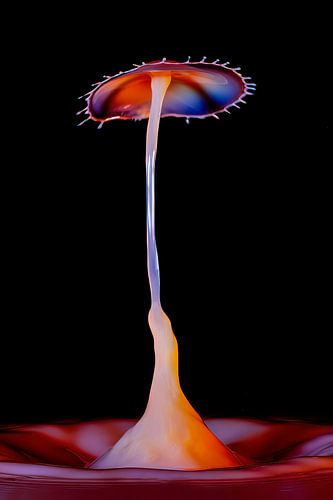 Die wunderbare Welt der Splash-Fotografie".