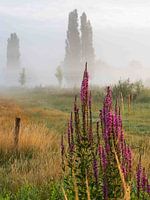 fog over the fields