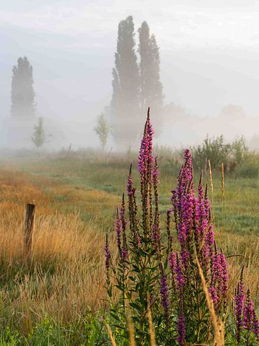 mist over de velden