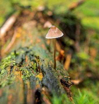paddenstoel in herfstbos van Michel Knikker