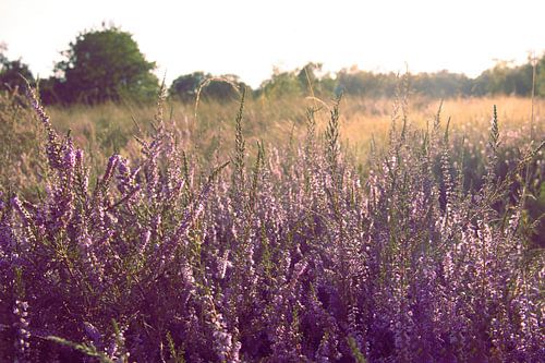 De roze bloemenpracht van de heide
