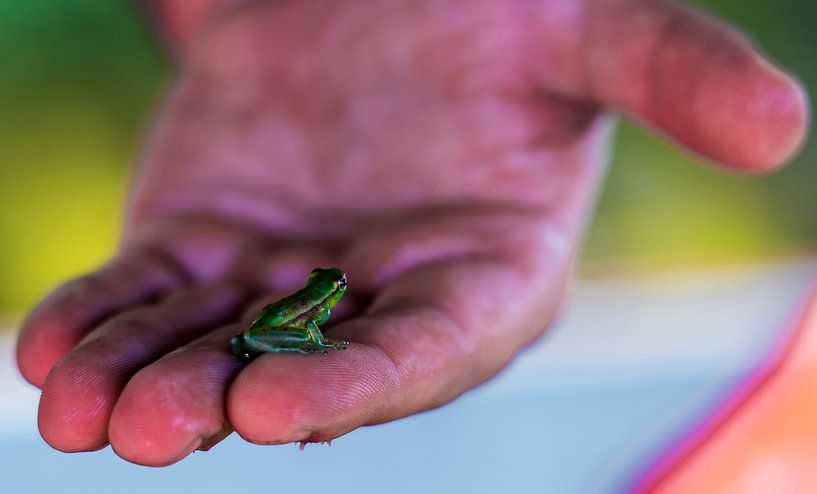 Tiny tropical Frog on travelers hand in Peruvian Amazon in Iquitos, South America by John Ozguc