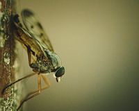 Räuberfliege mit Ringfüssen auf der Lauer