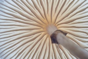 Under the mushroom