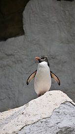 Pinguin auf dem Felsen von Bambi Lu