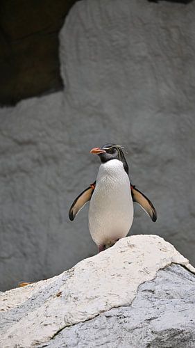 Penguin on the Rock