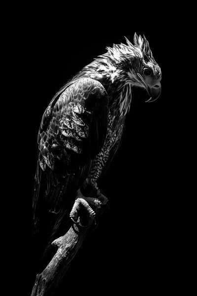 Adler von Poster Art Shop