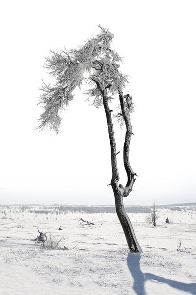 Winter par Ingrid Van Damme fotografie