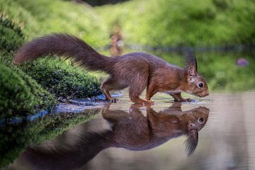 Squirrel by Marian van der Kallen Fotografie