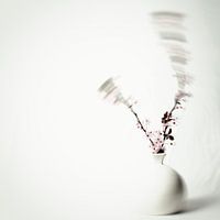 Moment in Motion: A Dance of Light and Flower