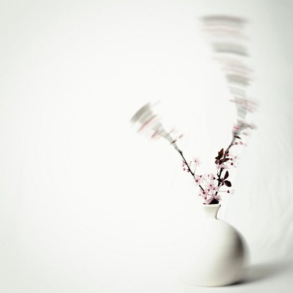 Moment in Motion: A Dance of Light and Flower by Maikel van der Beek