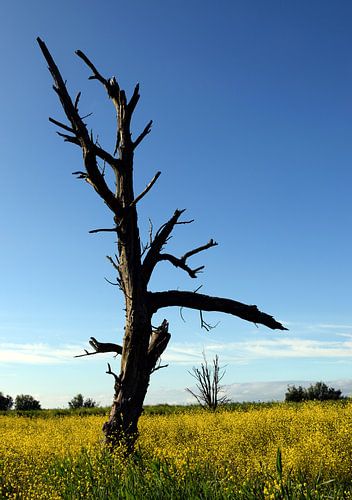 Arbre mort à Oostvaardersplassen