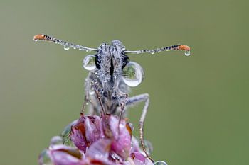 Schmetterling mit Tautropfen