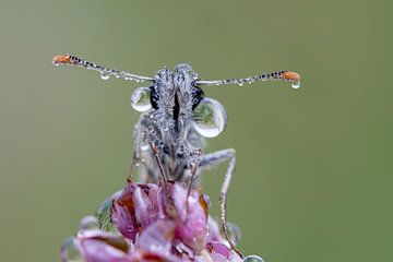 Butterfly with dewdrops