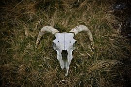 Schedel van Ben Töller