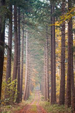 Herfst Reuzen in het bos van Koen Boelrijk Photography