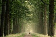 Serenity. van Inge Bovens thumbnail