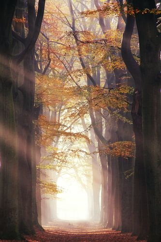 let it fall.... by Els Fonteine