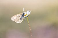 Veined white on a daisy