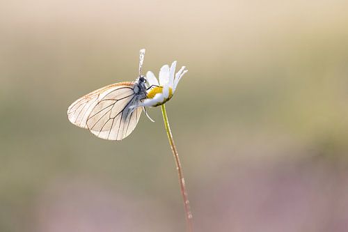 Geaderd witje op een margriet