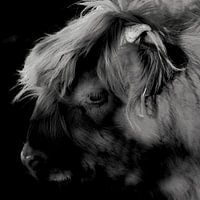 Portret van een jonge Schotse Hooglander 1