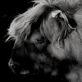 Porträt eines jungen schottischen Highlanders 1 von Jaap Tanis