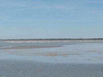 De zee vol met flamingo  sur Veluws