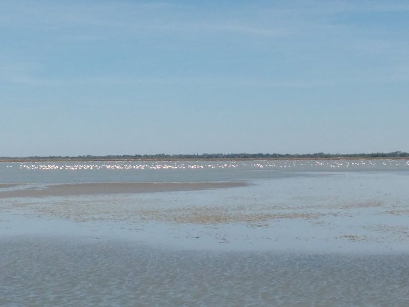 De zee vol met flamingo  von Veluws