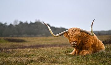 Highlander Schotse Hooglanders wild Noordhollands Duinreservaat van Tomasz_best_shots