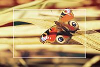 Papillon sur bambou