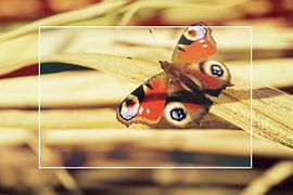 Butterfly on bamboo