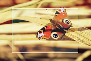 Papillon sur bambou