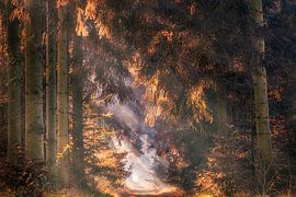 Herfst naaldbos in de mist met zonnestralen van Peter Bolman