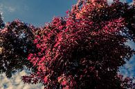 Bomen in de Herfts  Rode Bladeren met blauwe Lucht 07 van FotoDennis.com | Werk op de Muur thumbnail