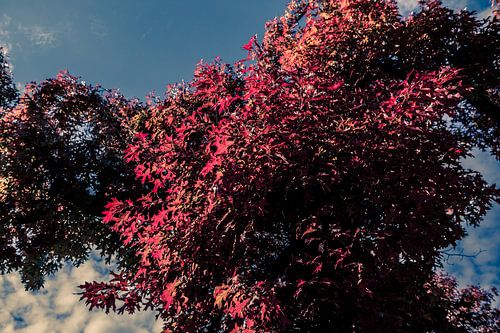 Bomen in de Herfts  Rode Bladeren met blauwe Lucht 07
