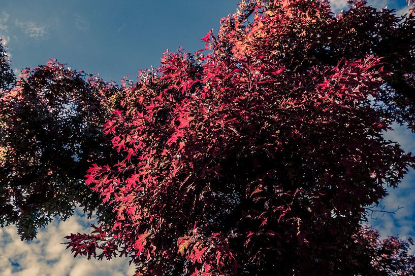 Bomen in de Herfts  Rode Bladeren met blauwe Lucht 07 van FotoDennis.com | Werk op de Muur