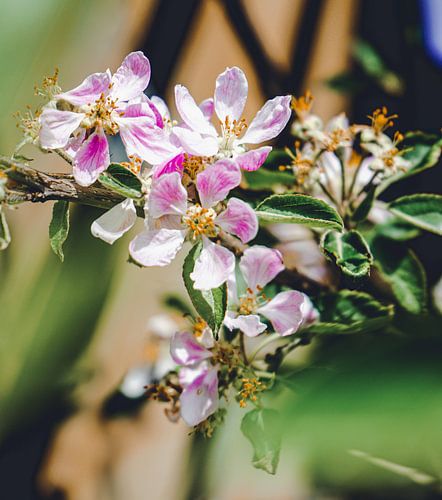 Bloesem in bloei (appelboom)