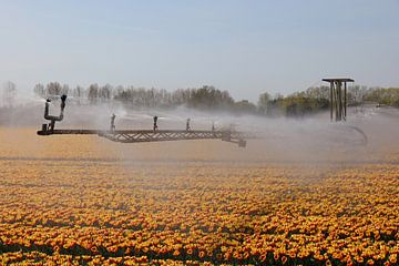 geel rode tulpen worden besproeid tijdens droogte van W J Kok