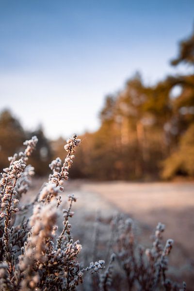 Heather covered with ripe by Michael Fousert