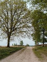 Pad tussen bomen in een open rustig veld in Nederland