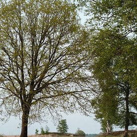 Pad tussen bomen in een open rustig veld in Nederland van Peter Bruijn