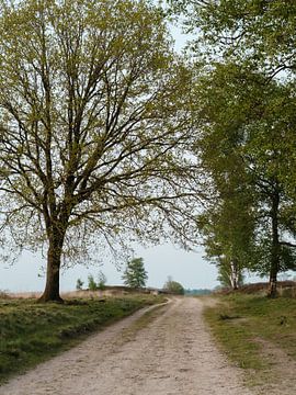 Pad tussen bomen in een open rustig veld in Nederland van Peter Bruijn