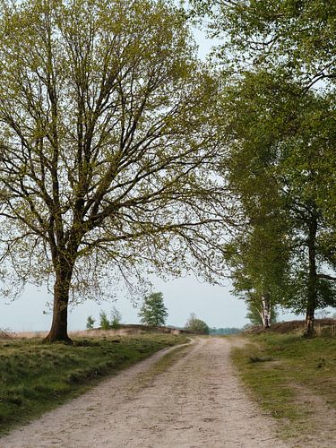 Chemin entre les arbres dans un champ ouvert et tranquille aux Pays-Bas sur Peter Bruijn