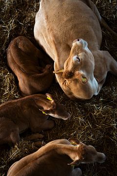 Eine Kuh mit drei Kälbern, Gelderland von Rogier Muller